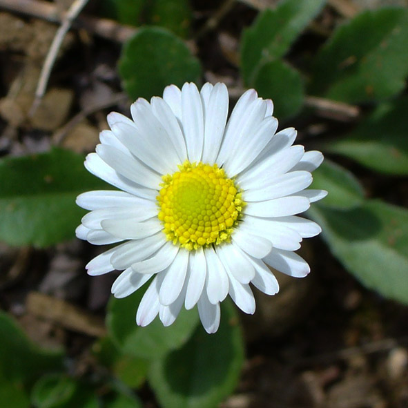 Bellis perennis