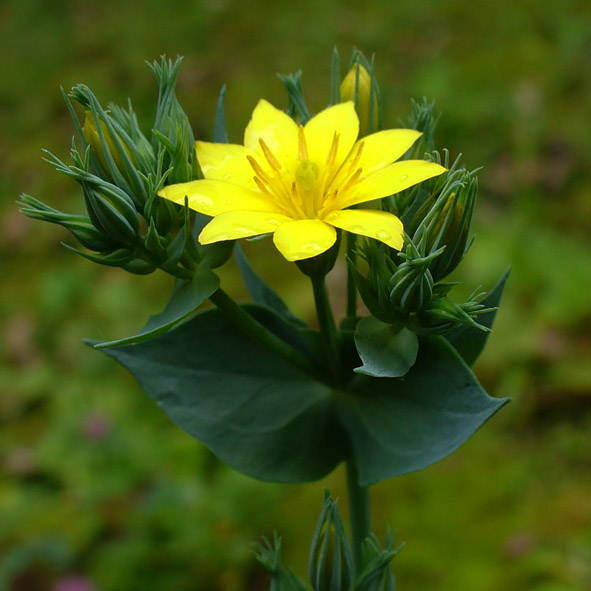 Blackstonia perfoliata