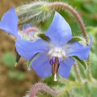 Borago officinalis