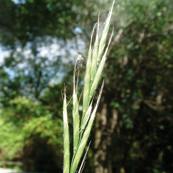 Brachypodium pinnatum