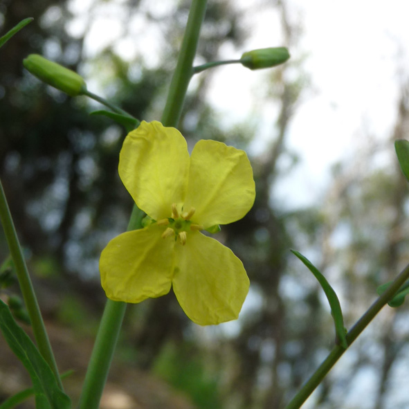 Brassica oleracea subsp. robertiana