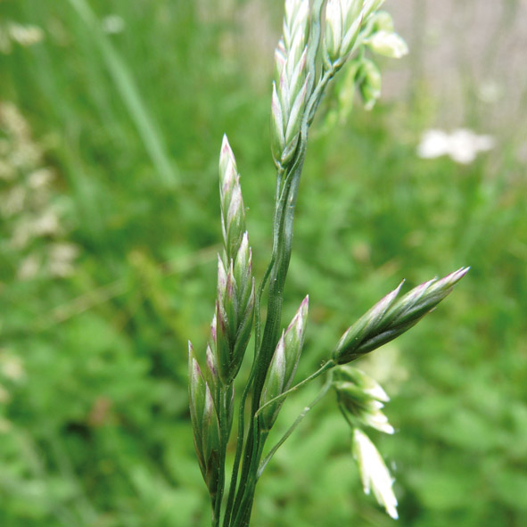 Bromus hordeaceus