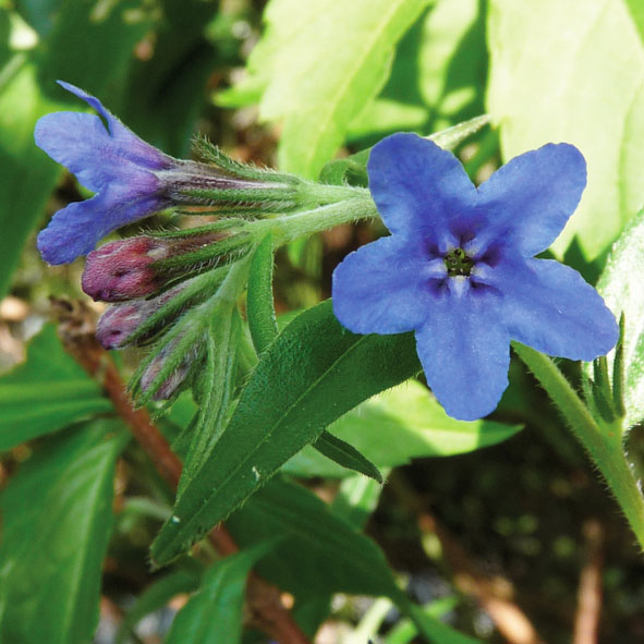 Buglossoides purpureo caerulea