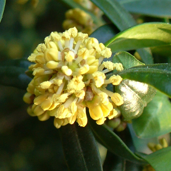 Buxus sempervirens infiorescenza