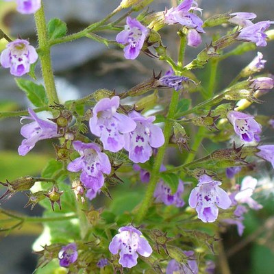 Calamintha nepeta