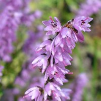 Calluna vulgaris