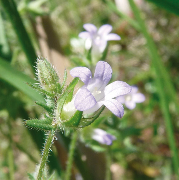 Campanula erinus