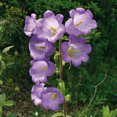 Campanula medium