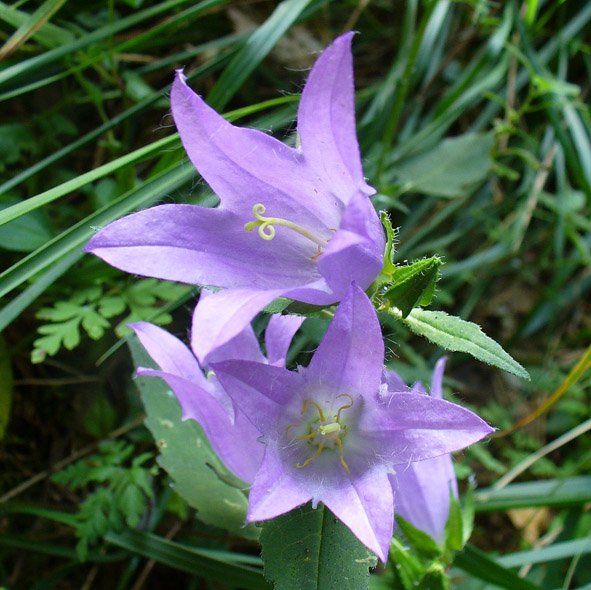 Campanula trachelium