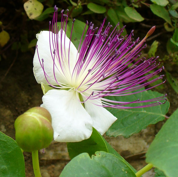 Capparis spinosa