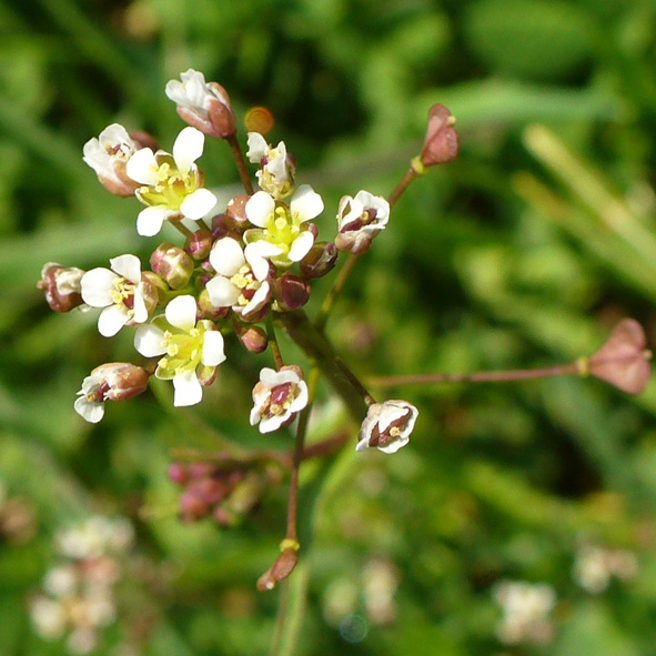 Capsella bursa-pastoris