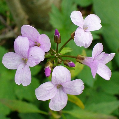 Cardamine bulbifera