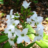 Cardamine heptaphylla