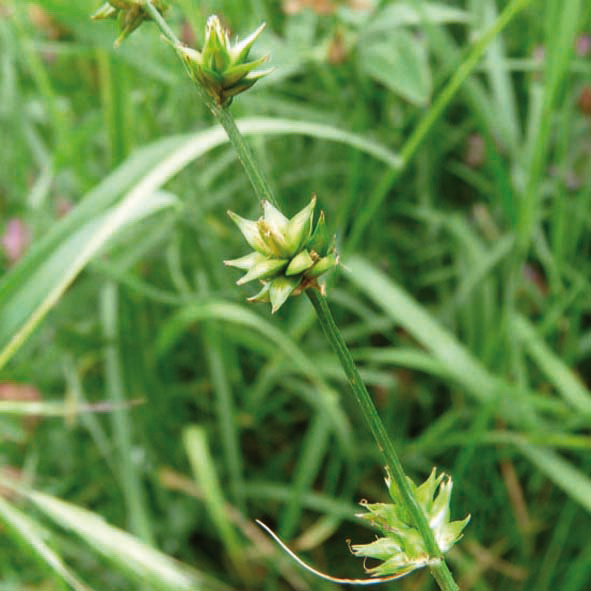 Carex divulsa