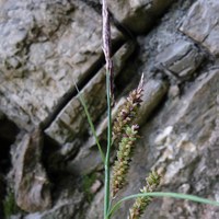 Carex flacca