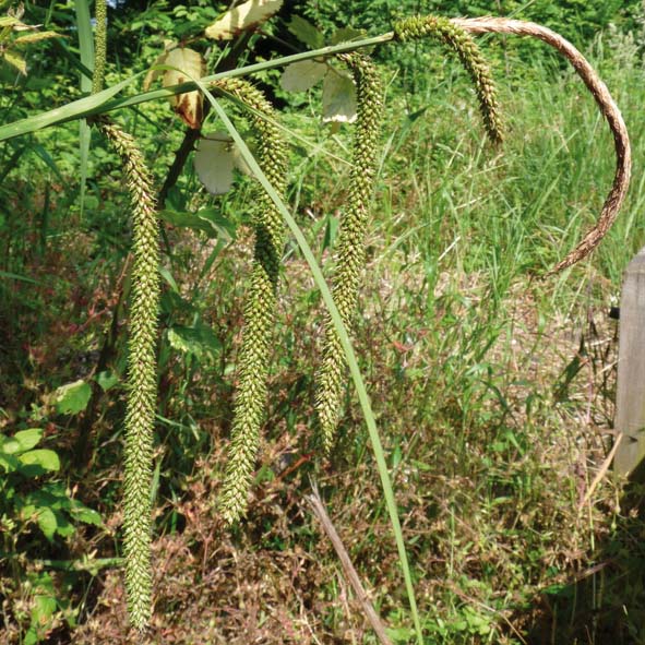 Carex pendula