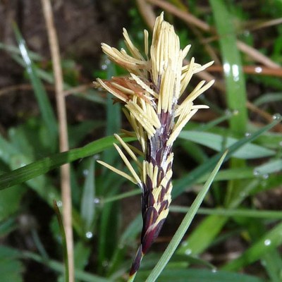 Carex sp.