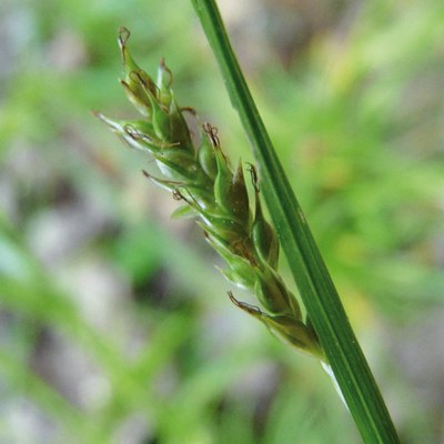 Carex sylvatica