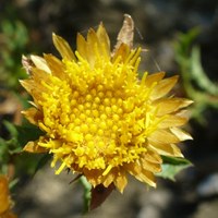 Carlina corymbosa