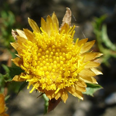 Carlina corymbosa