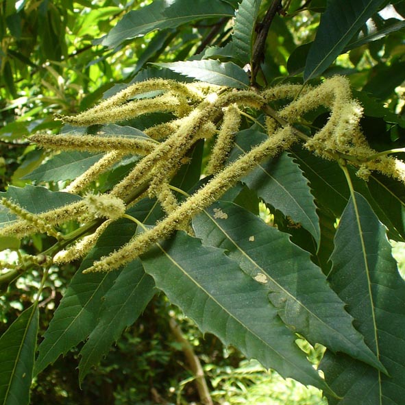 Castanea sativa