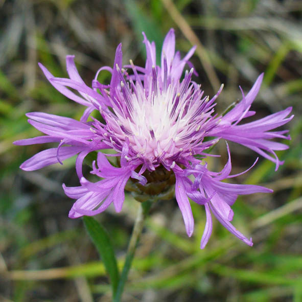 Centaurea jacea