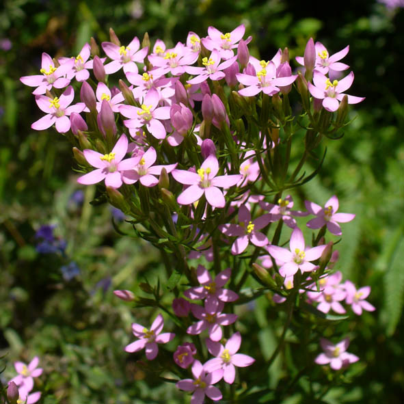 Centaurium erythraea