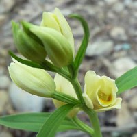 Cephalanthera damasonium