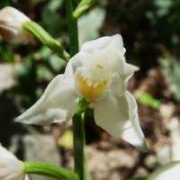 Cephalanthera longifolia