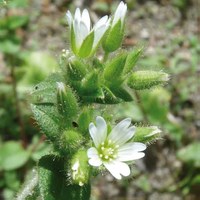 Cerastium glomeratum