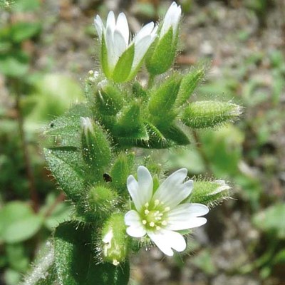 Cerastium glomeratum