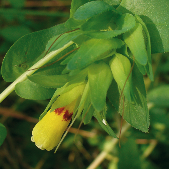 Cerinthe major