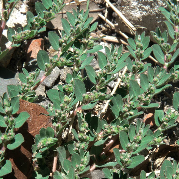 Chamaesyce prostrata