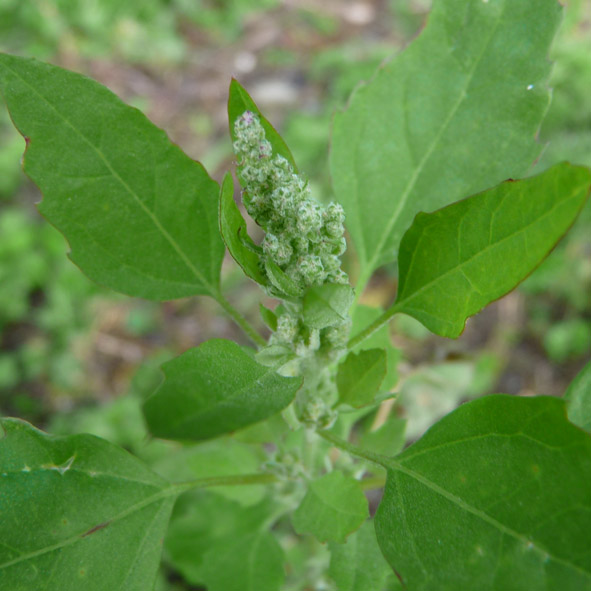 Chenopodium sp.