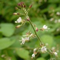 Circaea lutetiana