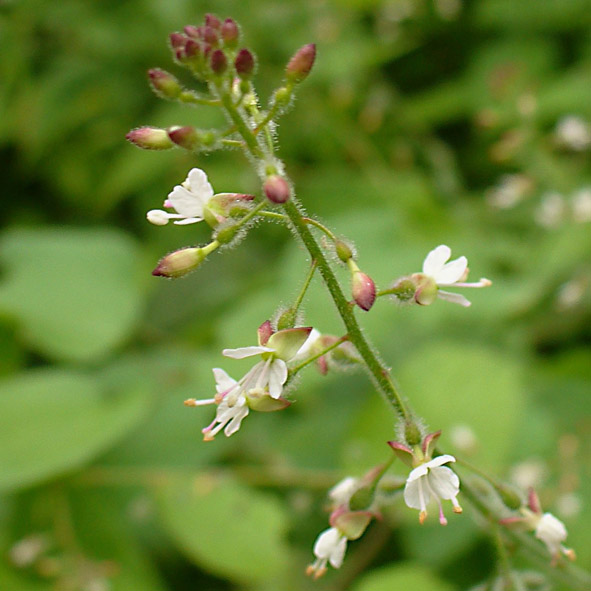 Circaea lutetiana