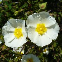 Cistus salvifolius