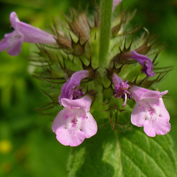 Clinopodium vulgare