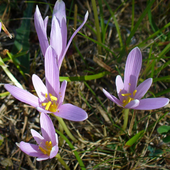 Colchicum autumnale