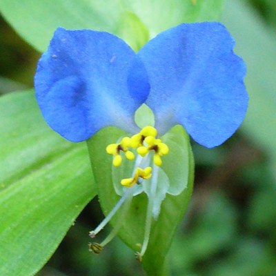 Commelina communis