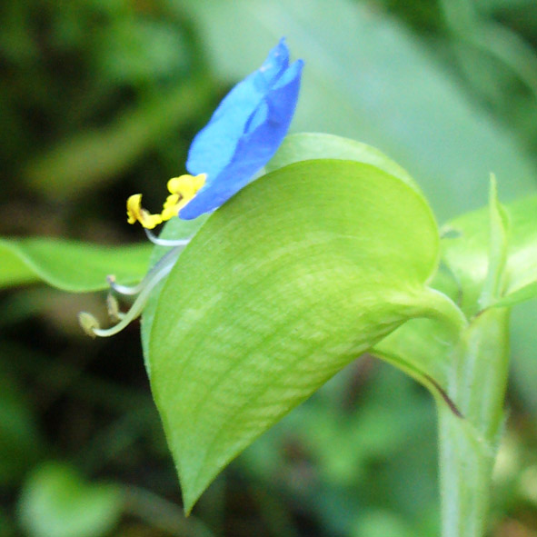 Commelina communis brattee