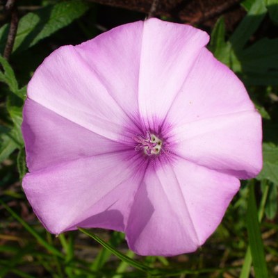 Convolvulus althaeoides