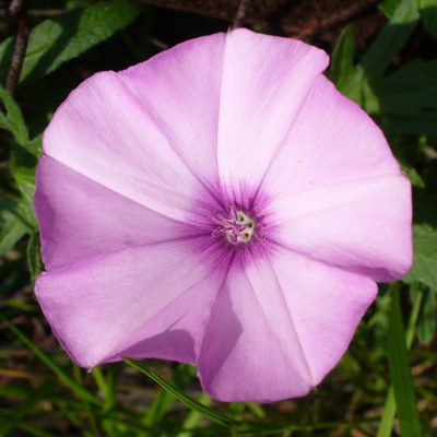 Convolvulus althaeoides