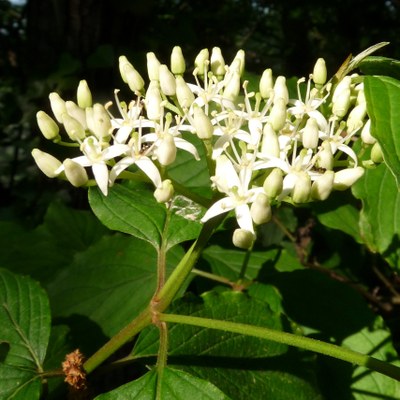 Cornus sanguinea