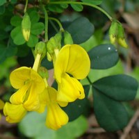 Coronilla emerus