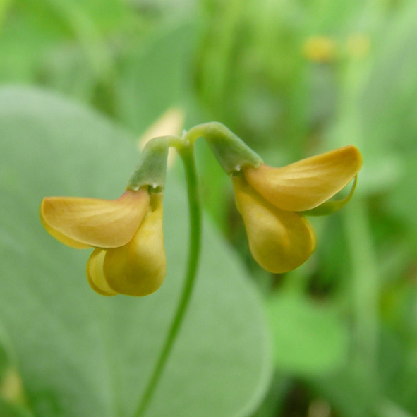 Coronilla scorpioides