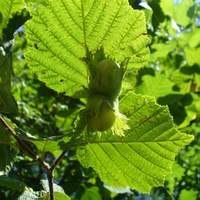 Corylus avellana