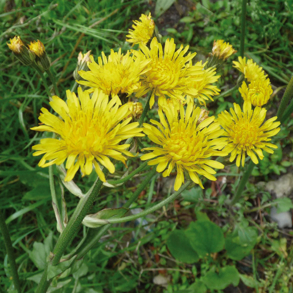 Crepis vesicaria