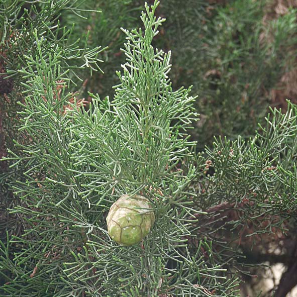 Cupressus sempervirens