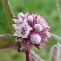 Cuscuta epithymum